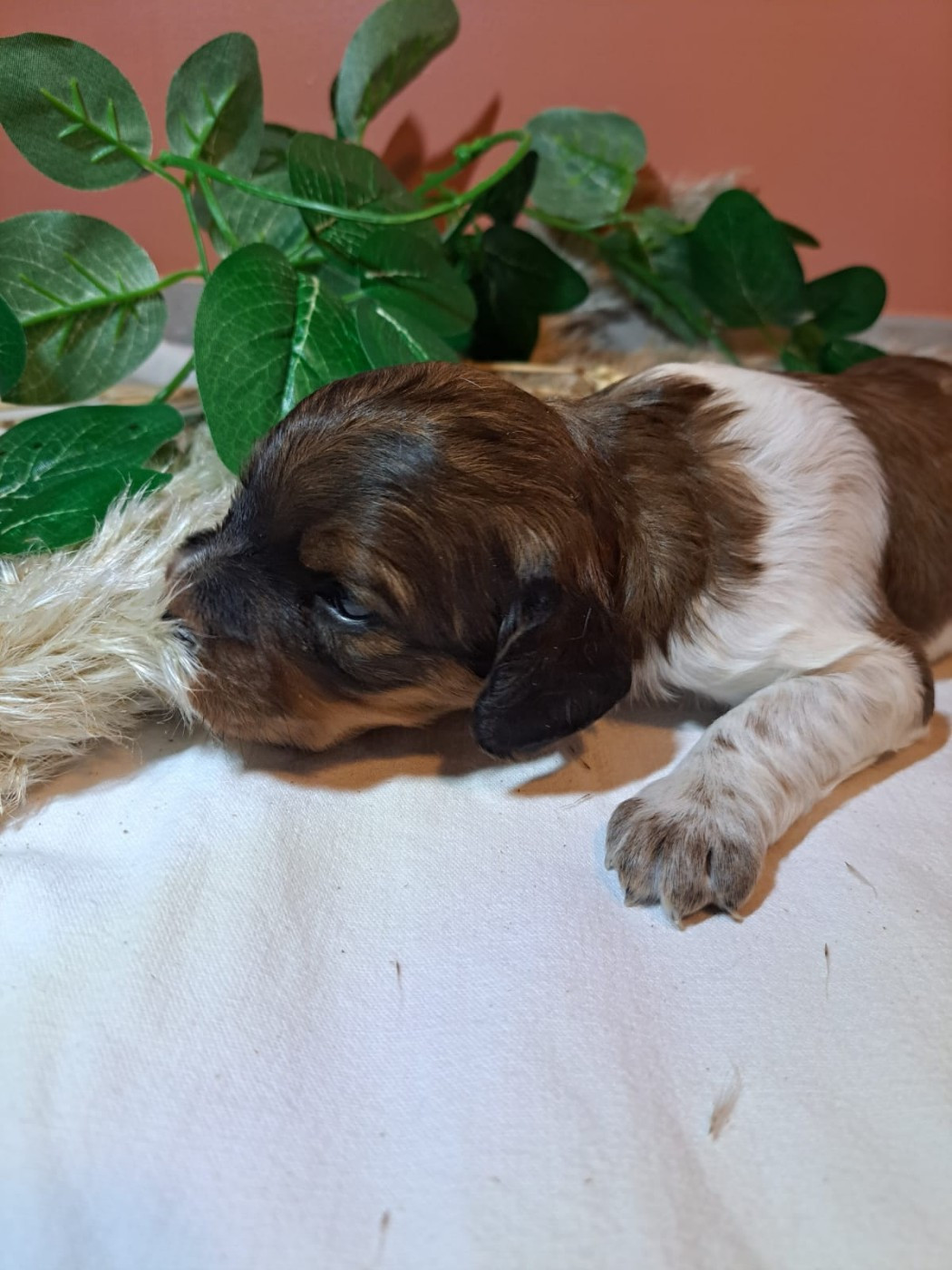 Des Sources D'Iroise - Chiots disponibles - Epagneul Breton