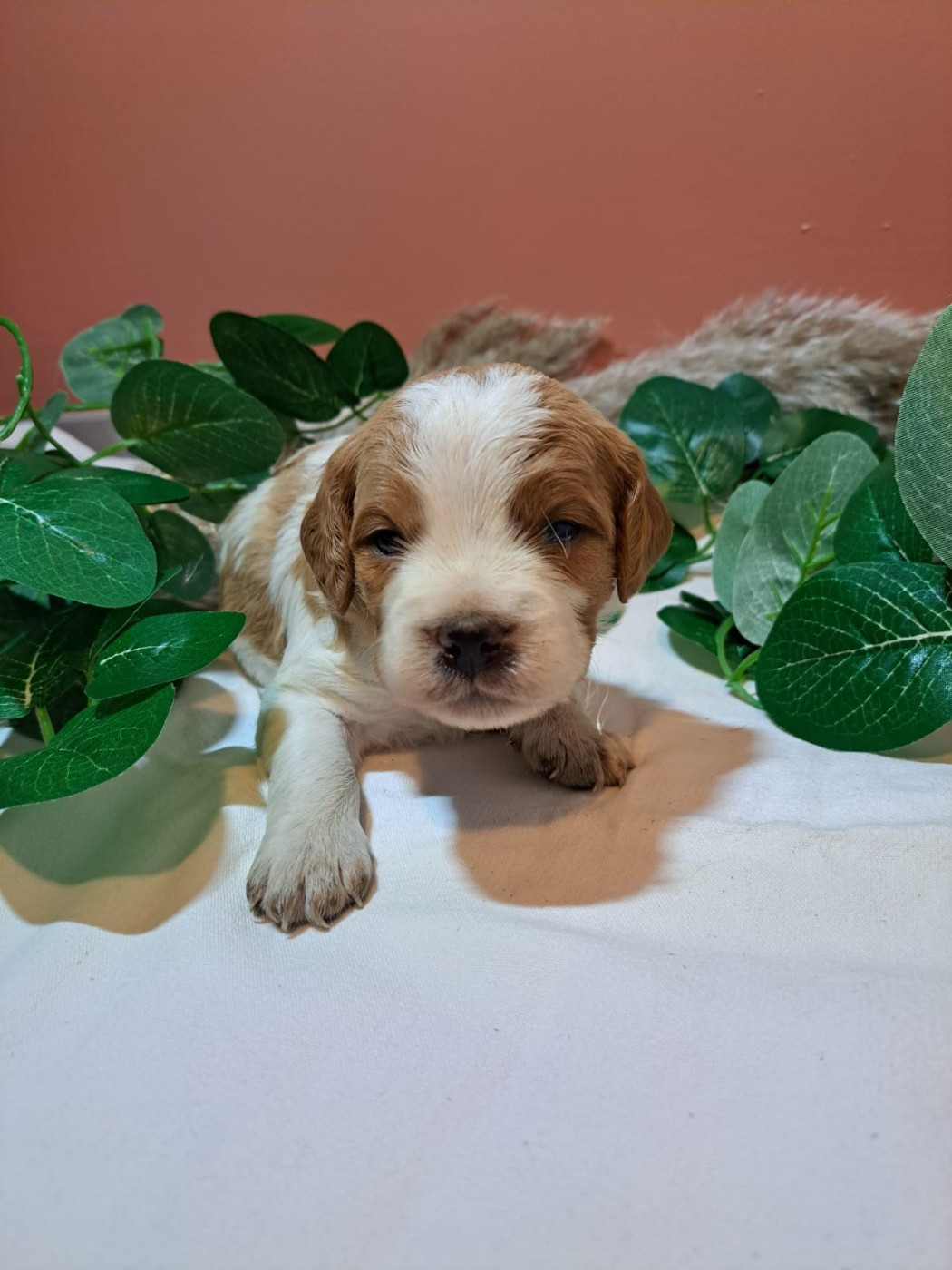 Des Sources D'Iroise - Chiots disponibles - Epagneul Breton