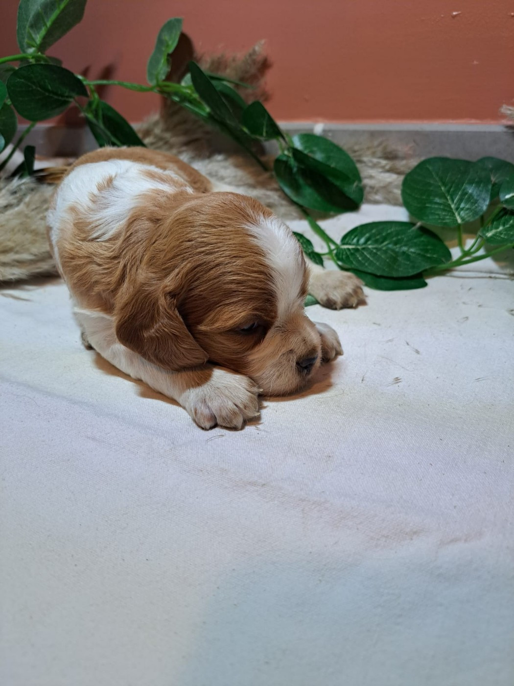 Des Sources D'Iroise - Chiots disponibles - Epagneul Breton