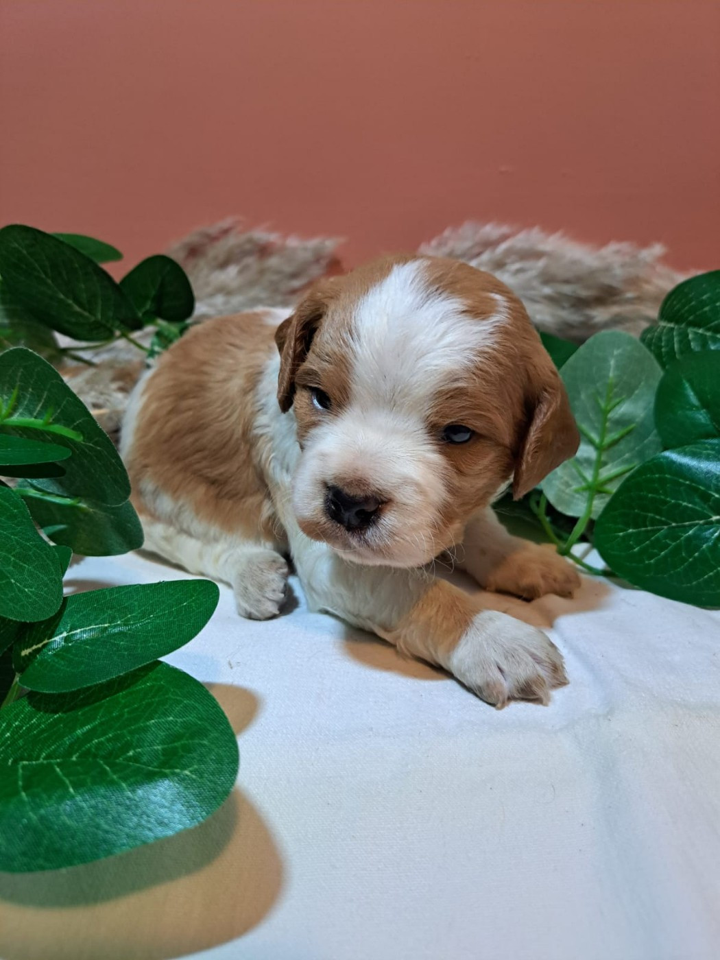 Des Sources D'Iroise - Chiots disponibles - Epagneul Breton