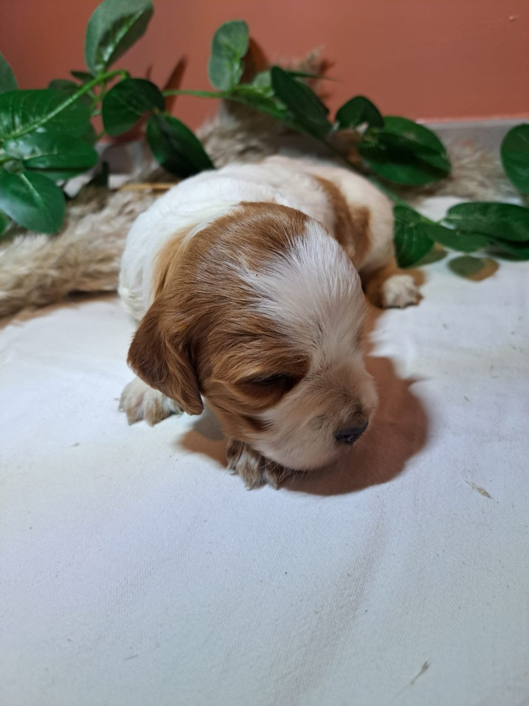 Des Sources D'Iroise - Chiots disponibles - Epagneul Breton