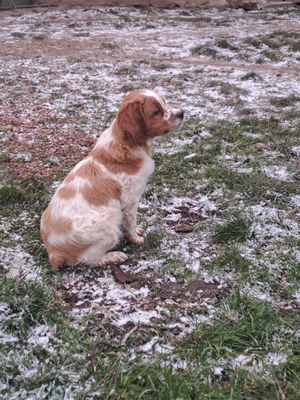 Des Sources D'Iroise - Chiots disponibles - Epagneul Breton