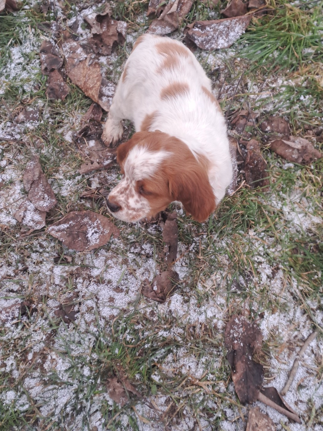 Des Sources D'Iroise - Chiots disponibles - Epagneul Breton